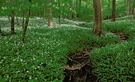 Bärlauch