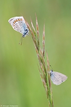 Cupido minimus & Polyommatus icarus