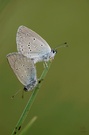 Zwerg-Bläuling (Cupido minimus)
