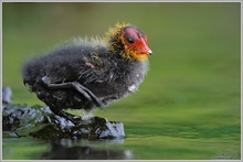 Blässhuhn (Fulica atra)