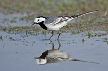 Bachstelze (Motacilla alba)