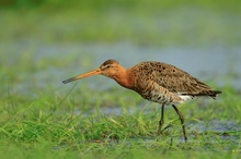 Uferschnepfe (Limosa limosa) auf Nahrungssuche