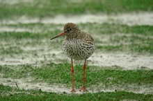 Rotschenkel im Regen