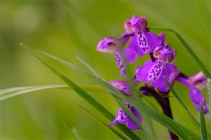 Anacamptis morio