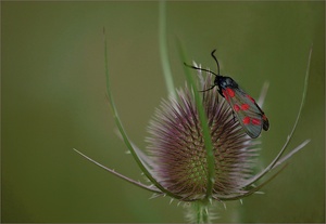 ~  wilde Karde mit Besucher ~