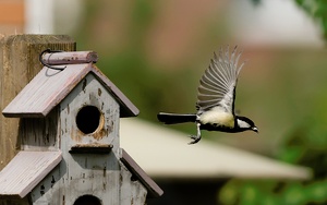 Abflug der Meise