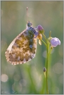 ~ durchleuchtet ~ *Aurorafalter (Anthocharis cardamines)*