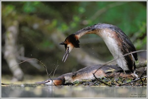 Haubentaucher (Podiceps cristatus)