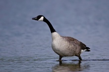 Kanadagans (Branta canadensis)