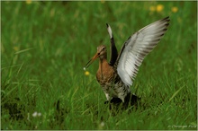 Uferschnepfe (Limosa limosa)