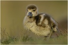 Nilgans (Alopochen aegyptiacus)