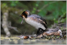 Haubentaucher (Podiceps cristatus)