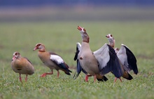 Nilgänse bei der Balz