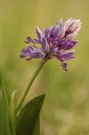 Helm-Knabenkraut (Orchis militaris)