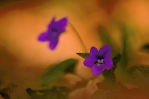 Frühling am Waldboden