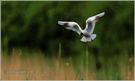 Lachmöwe (Larus ridibundus)