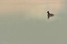 Black-necked Grebe part II / Schwarzhalstaucher