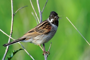 Rohrammer (Emberiza schoeniclus)