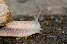 Schneckchen