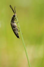 Kammhorn-Schnellkäfer