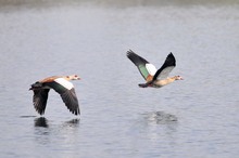 Nilgänse