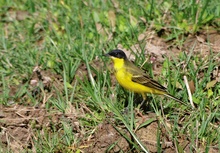 Maskenschafstelze (Motacilla Flava 'Feldegg')