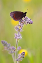 Erebia medusa