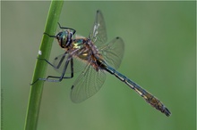 Falkenlibelle (Cordulia aenae)