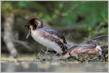 Haubentaucher (Podiceps cristatus)