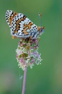 Melitaea cinxia