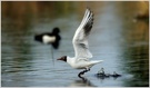 Lachmöwe (Larus ridibundus)