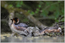 Haubentaucher (Podiceps cristatus)