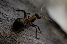 Rote Waldameise (Formica rufa)