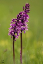 Männliches Knabenkraut (Orchis mascula)