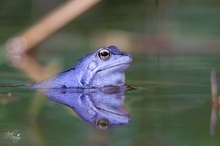 Moorfrosch im blauen Hochzeitsgewand