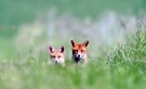Junger und Alter Fuchs (Vulpes vulpes) Wildlife