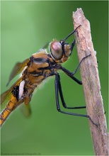 Zweifleck (Epitheca bimaculata)