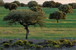 Frühlingsabend in der Extremadura