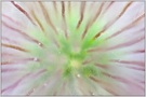 ~ abstrakte Fotokunst ~ *Kuhschelle (Pulsatilla vulgaris)*