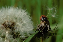 Marienkäfer