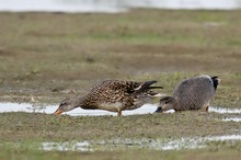 Schnatterentenpaar (Anas strepera) bei der Nahrungssuche