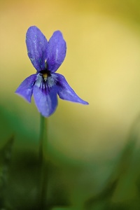 Leuchtendes Blau