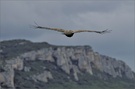 ~ El condor pasa ~