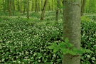 Im Bärlauch-Wald