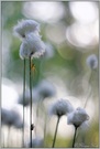 ~ verträumt ~ *	Wollgras (Eriophorum)*