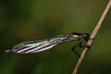 unbekannte Libelle