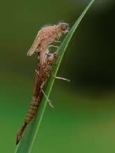 Erlebnis
