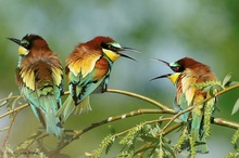 Bienenfresser - Familienstreit