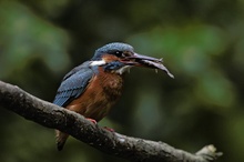 Eisvogel mit Fisch