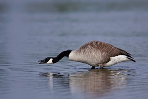 Kanadagans (Branta canadensis)